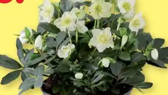 Lidl Christrose Angebot