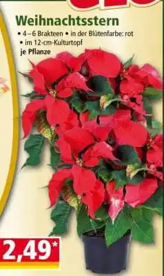 Norma Weihnachtsstern Angebot