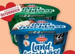 PENNY Schärdinger Landfrischkäse Angebot