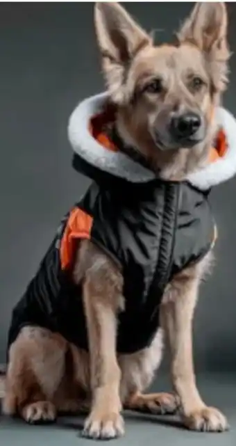 Woolworth Hundejacke Angebot