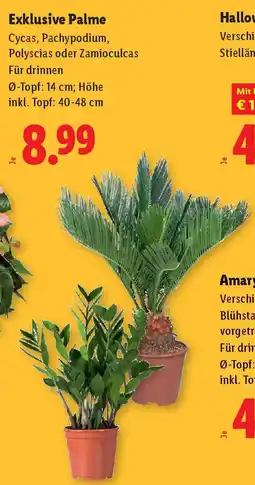 Lidl Exklusive Palme Angebot