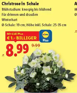 Lidl Christrose in Schale Angebot