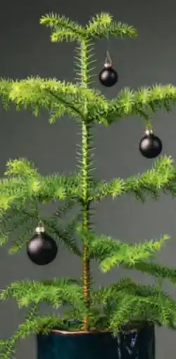 Hofer Zimmertanne Angebot