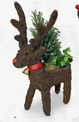 Hofer Bepflanztes Rentier Angebot