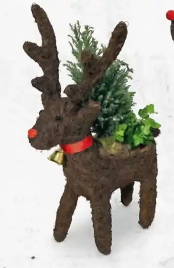 Hofer Bepflanztes Rentier Angebot