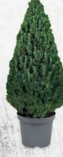 Hofer Weihnachtsbäumchen Angebot