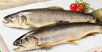 Interspar Fischzucht Maier Bachsaibling Angebot