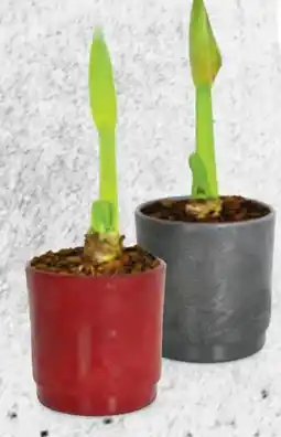 Hofer Amaryllis Xmas Angebot