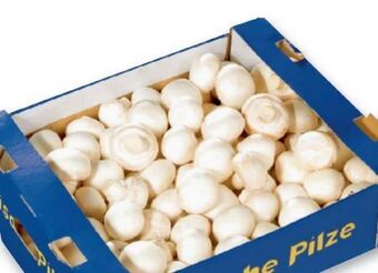 Metro Champignons Angebot