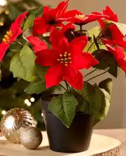 Woolworth Kunstpflanze Poinsettia Angebot