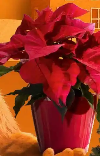 OBI Weihnachtsstern Angebot