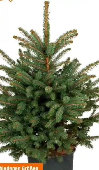 OBI Getopfter Weihnachtsbaum Angebot