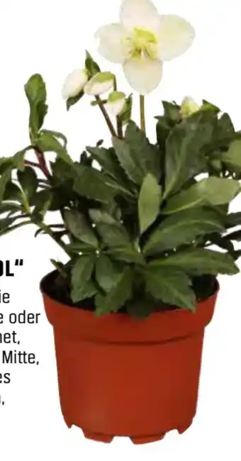 OBI Grow by Obi Christrose Christmas Carol Angebot