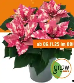 OBI Grow by Obi Weihnachtsstern Angebot
