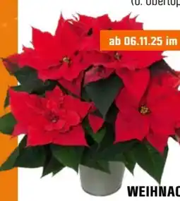 OBI Grow by Obi Weihnachtsstern Busch Angebot