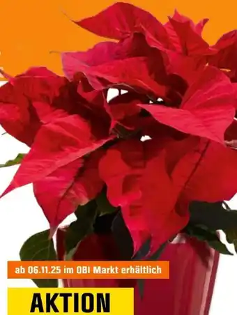 OBI Weihnachtsstern Angebot