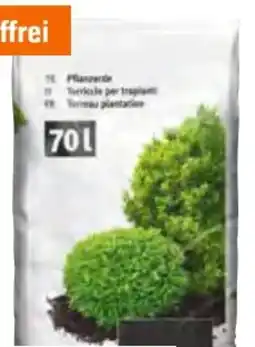 OBI Pflanzerde Angebot