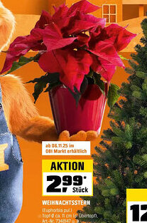 OBI Weihnachtsstern Angebot