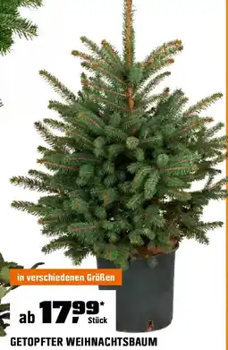 OBI Getopfter weihnachtsbaum Angebot