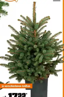 OBI Getopfter weihnachtsbaum Angebot
