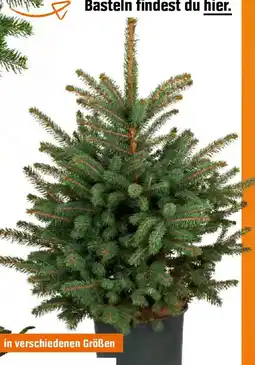 OBI Getopfter weihnachtsbaum Angebot