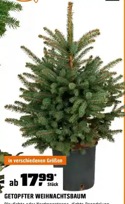 OBI Getopfter weihnachtsbaum Angebot
