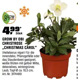 OBI Grow by obi christrose ,,christmas carol Angebot