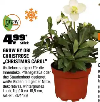 OBI Grow by obi christrose ,,christmas carol Angebot