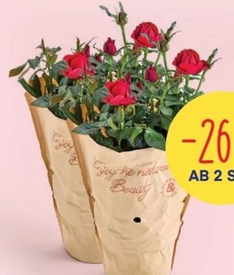 MPreis Rosen Angebot
