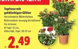 Lidl Topfrose mit goldfarbigen Glitter Angebot
