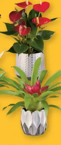 Lidl Blühpflanze Angebot