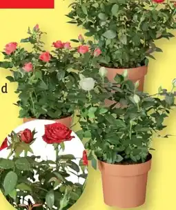 Lidl Topfrosen Angebot