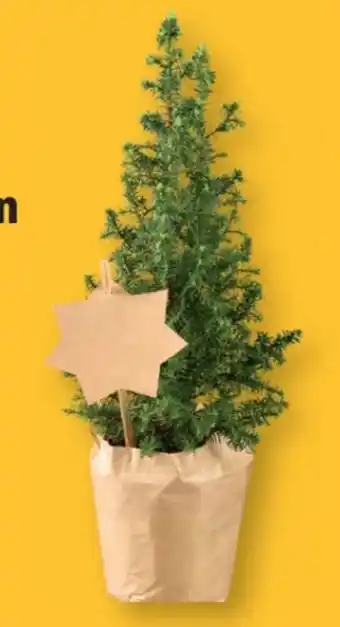Lidl Mini Weihnachtsbäume Angebot
