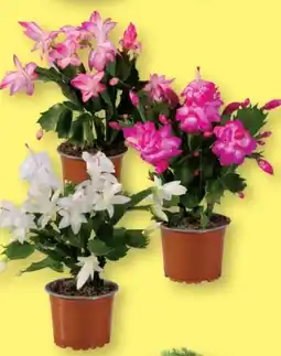 Lidl Weihnachtskaktus Angebot