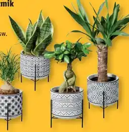 Lidl Pflanze Easy Care Angebot