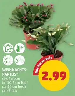 PENNY Weihnachts- kaktus Angebot