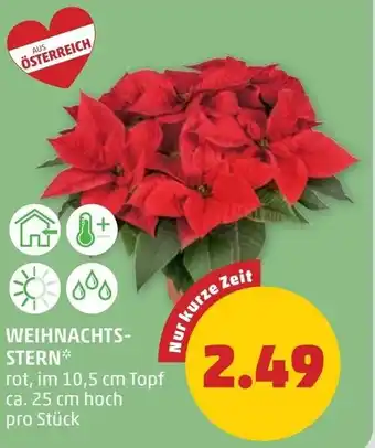 PENNY Weihnachts- stern Angebot