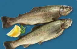 PENNY Forelle Angebot