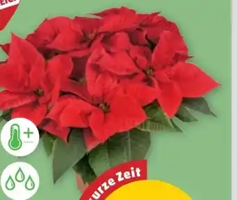 PENNY Weihnachtsstern Angebot