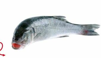 Transgourmet Wolfsbarsch Angebot