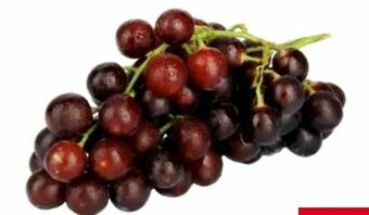 Transgourmet Trauben Angebot