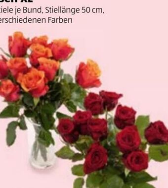 Hofer Rosen Angebot