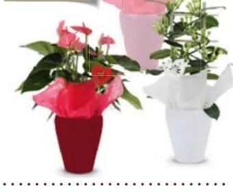 Hofer Exklusive Blühpflanze Angebot
