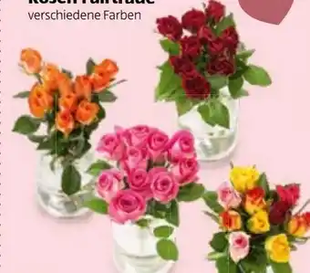 Hofer Fairtrade Mini Rosenstrauß Angebot