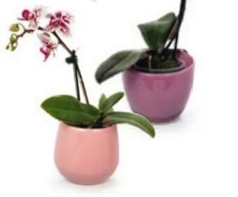 Hofer Mini-Orchidee Angebot