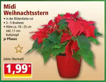 Norma Midi Weihnachtsstern Angebot