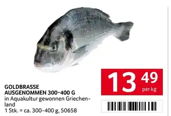 Transgourmet Goldbrasse ausgenommen Angebot