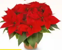 Billa Weihnachtsstern Angebot