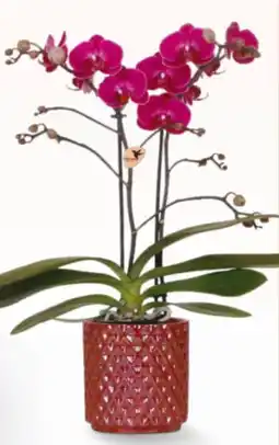 Billa Orchidee Kolibri Angebot