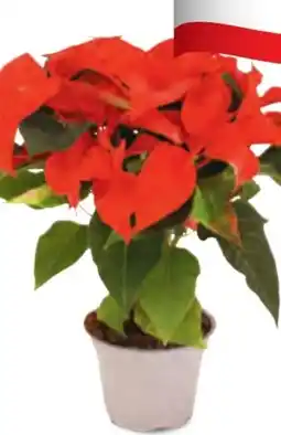 Hofer Weihnachtsstern Angebot